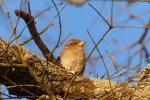 bird sitting on tree branch