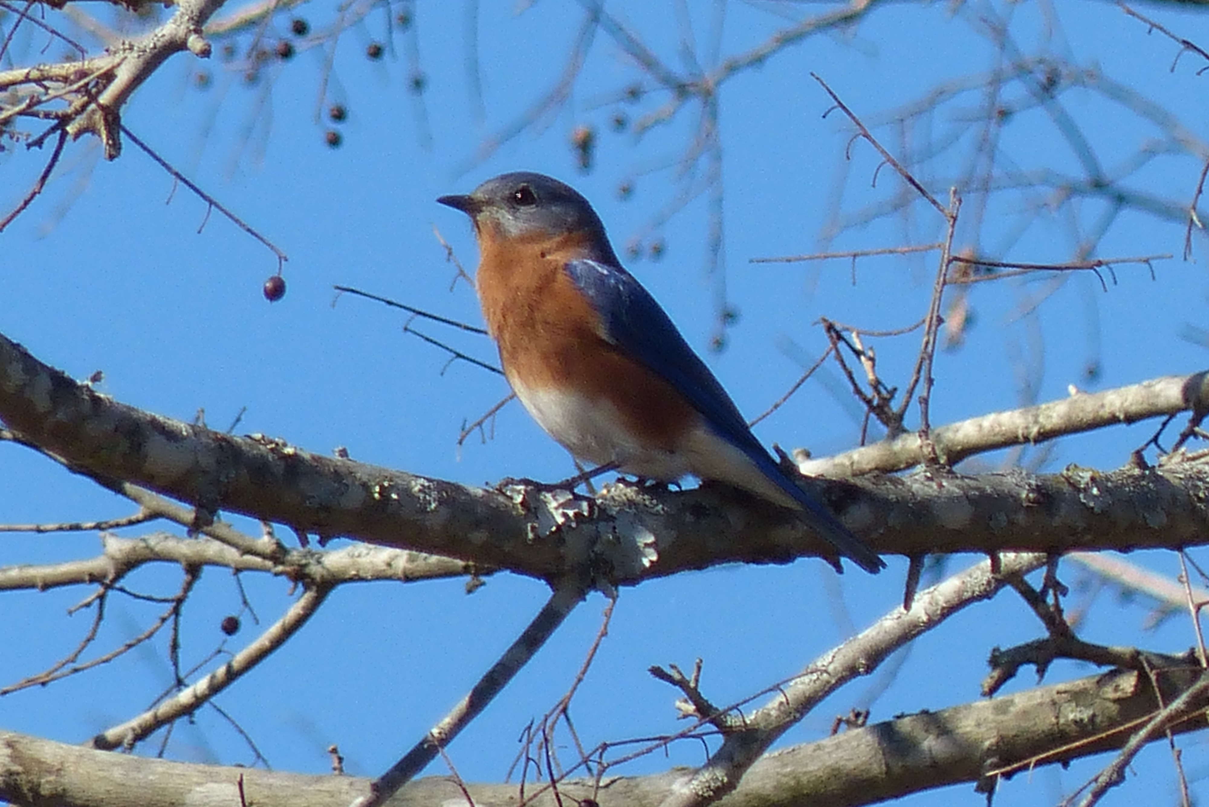 Bluebird at Cooper Lake State Park